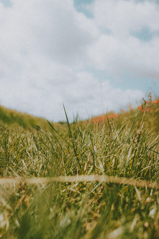 Field of grass with blue sky.